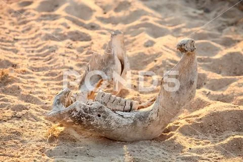 Skeleton of dead animal on Safari in South African game reserve Stock Photos