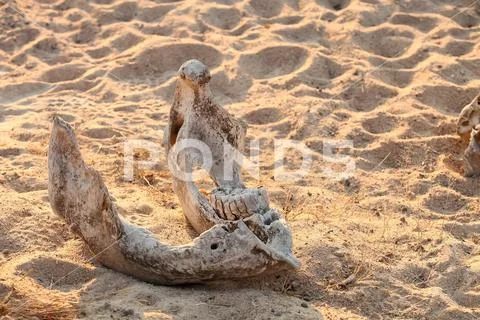 Skeleton of dead animal on Safari South Africa Stock Photos