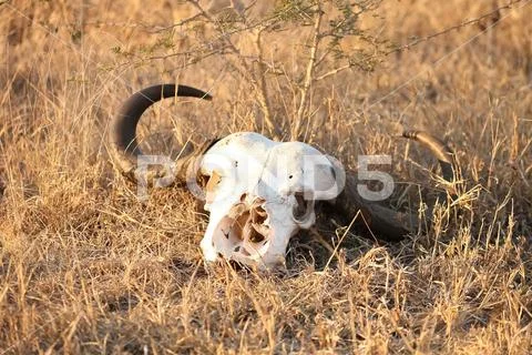 Skeleton of dead animal on Safari South Africa Stock Photos