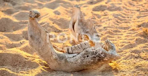 Skeleton of dead animal on Safari in South African game reserve Stock Photos