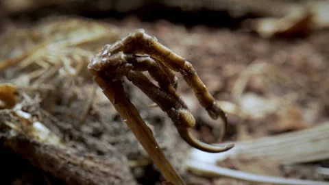 Skeleton of a dead bird, leg. Panorama. Survival, laws of nature. Stock-Footage 348241553