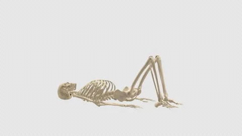 Skeleton Dead Bug Core Exercise Side View Alpha Stock Footage 335815513