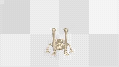 Skeleton Dead Bug Core Exercise 180 Rotation Alpha Stock Footage 335815516