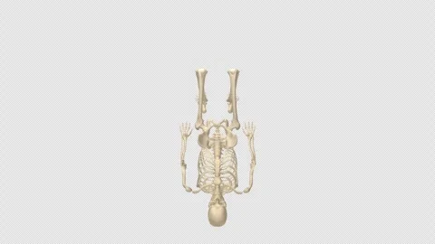 Skeleton Dead Bug Core Exercise Top View Alpha Stock Footage 335871072
