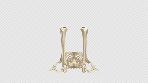 Skeleton Dead Bug Core Exercise Front View Alpha Stock Footage 335871094