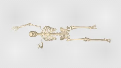 Skeleton Dead Bug Extension Top View Alpha Stock Footage 336257295