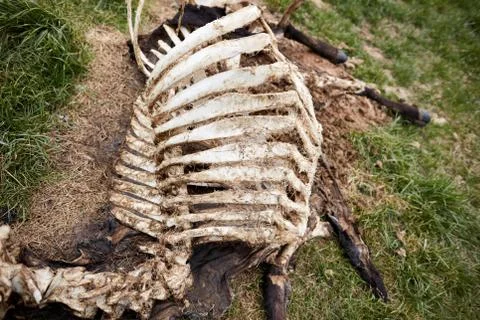 Skeleton of dead cow lying on grass Foto stock