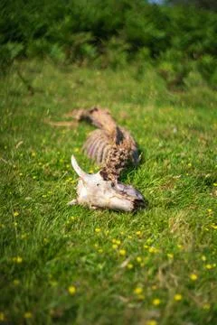 Skeleton of a deceased sheep remains on Bodmin Moor Cornwall rural landscape Stock-Fotos