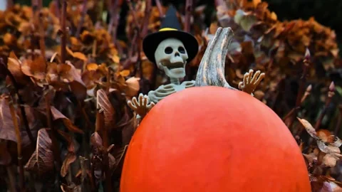 Skeleton decor with  pumpkin in hydrangea bushes with shimmering light Stock Footage 309950559