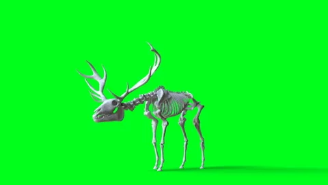 Skeleton deer animation on green screen. Isolate. Realistic 4k animation. Видео 160982315