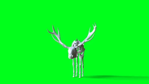Skeleton deer animation on green screen. Isolate. Realistic 4k animation. Vídeos de archivo 160982346