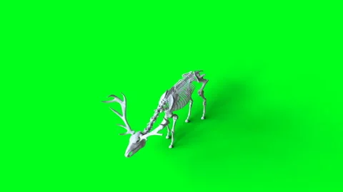 Skeleton deer animation on green screen. Isolate. Realistic 4k animation. Stock Footage 160982588