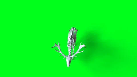 Skeleton deer animation on green screen. Isolate. Realistic 4k animation. Video stock 160982619