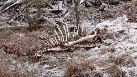 Skeleton of deer that died from disease Stock Footage 119079926