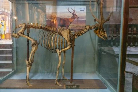 A skeleton of a deer is on display in a glass case. in Chennai Stock-Fotos