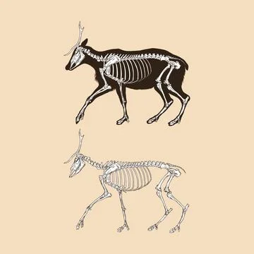Skeleton deer vector illustration animal Stock Illustration