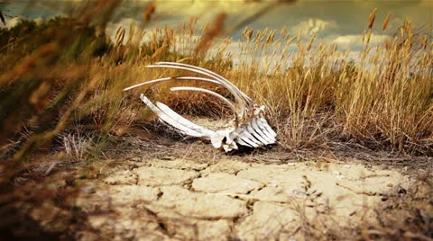 Skeleton in desert Video stock 26298402