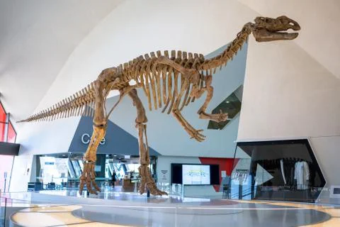 Skeleton of a dinosaur at a museum Фото