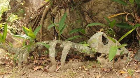 The skeleton of a dinosaur overgrown with grass in the jungle Stock Footage 315932167