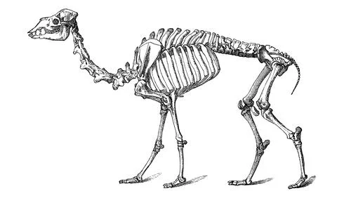 Skeleton of the dromedary Camelus dromedarius one humped or dromedary a Stock Illustration