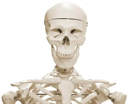 Skeleton dummy cutout Stock Photos