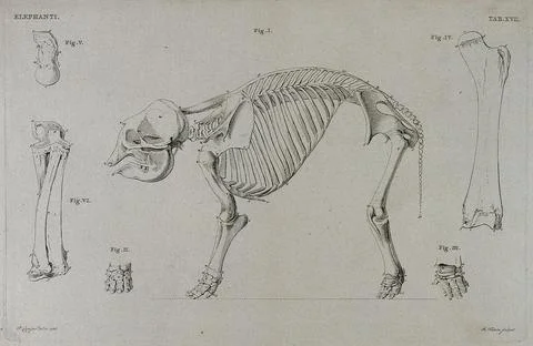 Skeleton of an elephant: six figures including a side view of the skeleton,.. Stock Illustration