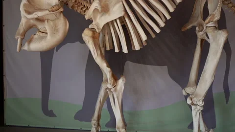 Skeleton. Elephant skeleton in full growth. Stock Footage 232965275