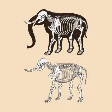 Skeleton elephant vector illustration animal Stock Illustration
