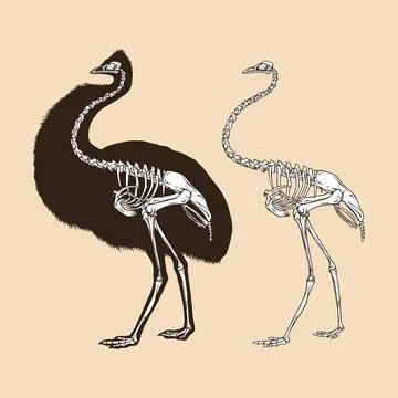 Skeleton emu bird vector illustration animal Stock Illustration