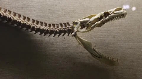 Skeleton on the endangered wild snake. Stock Photos