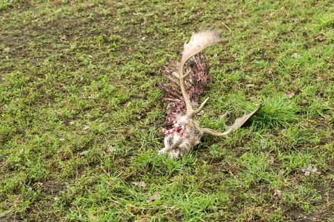 Skeleton of a fallow deer Stock Photos