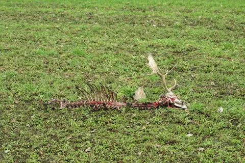 The skeleton of a fallow deer Stock Photos