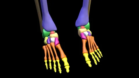 SKELETON FEET ANIMATION Vídeos de archivo 73780138