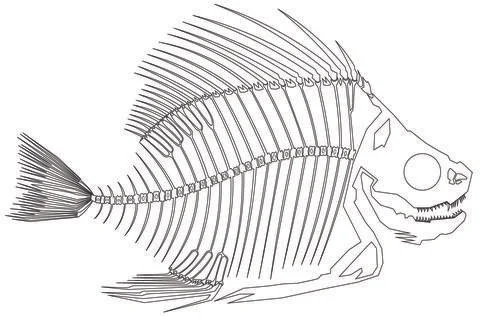 Skeleton Fish B Outline Stock Illustration