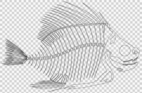 Skeleton Fish B Outline Stock Illustration