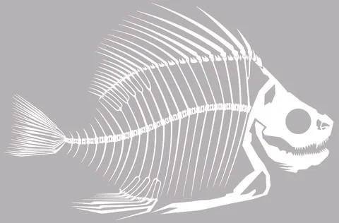 Skeleton Fish B White Stock Illustration
