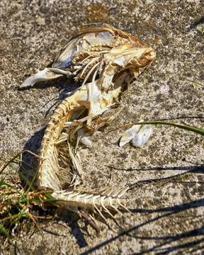 Skeleton of fish bones on the beach. Stock Photos