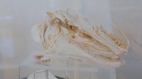 A Skeleton Of The Fish Stock Footage 117188999
