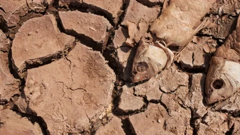 The skeleton of a fish on the ground during the draught. Stock Footage 162900052