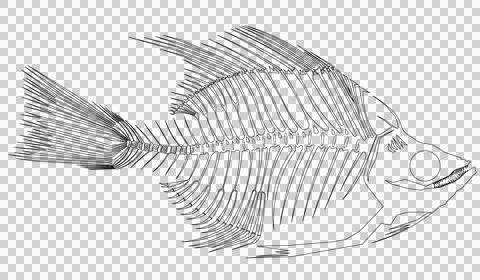 Skeleton Fish A Outline Stock Illustration