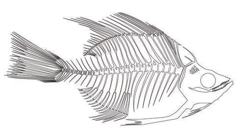 Skeleton Fish A Outline Stock Illustration
