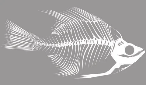 Skeleton Fish A White Stock Illustration