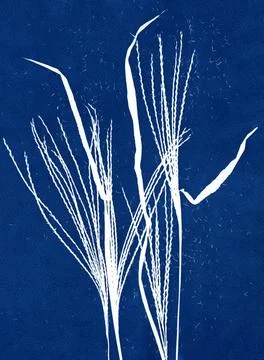 Skeleton flowers cyanotype. Stock Illustration