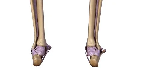 Skeleton foot with ligaments back view Stock Illustration