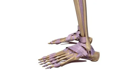 Skeleton foot with ligaments side view Stock Illustration