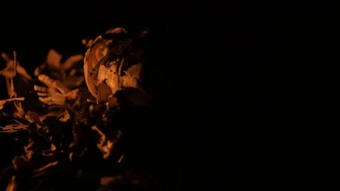 Skeleton Video stock 102279655