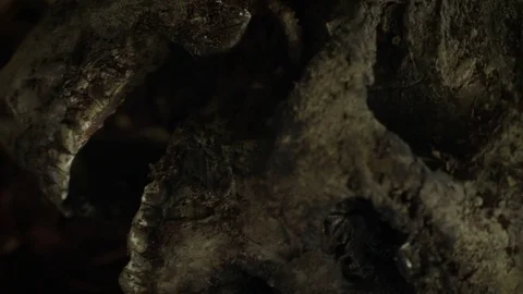 SKELETON IN FOREST B 動画素材 84754704