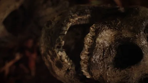 SKELETON IN FOREST C 動画素材 84754227