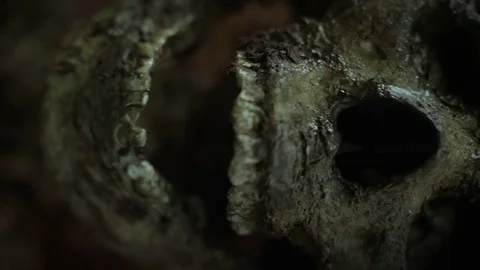 SKELETON IN THE FOREST A 動画素材 84755073