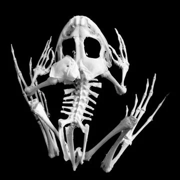 Skeleton of a frog on a black background . Stock Photos